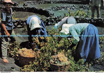 D299784 Lanzarote. Vendimia. Gabriel