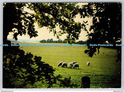 D302155 Sheep Grazing on Berkshire Downs Berkshire Federation of Women Institute