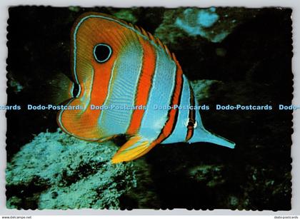 D315892 North Queensland. Great Barrier Reef. Beaked Coral Fish. Chelmon rostrat