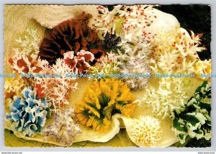 D317615 Australia. North Queensland. Selected coral of the Great Barrier Reef. M