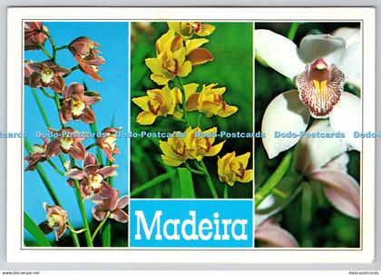D317999 Madeira. Funchal. Orchids in Quinta da Boa Vista. Hans Huber KG. Garmisc