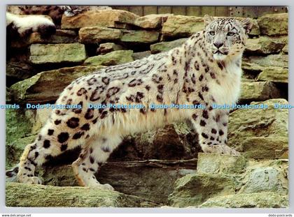 D319385 Hampshire. Winchester. Marwell Zoological Park. Snow Leopard.Beric Tempe