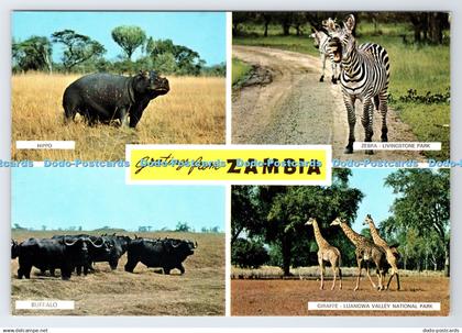 D336240 Greetings From Zambia. Hippo. Sapra Studio. Nairobi. Zambia in the Sun.