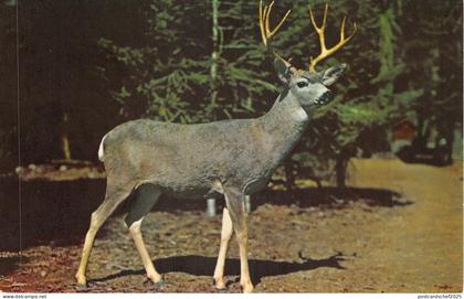 Lot 34 usa sequoia and kings canyon national parks california buck dear