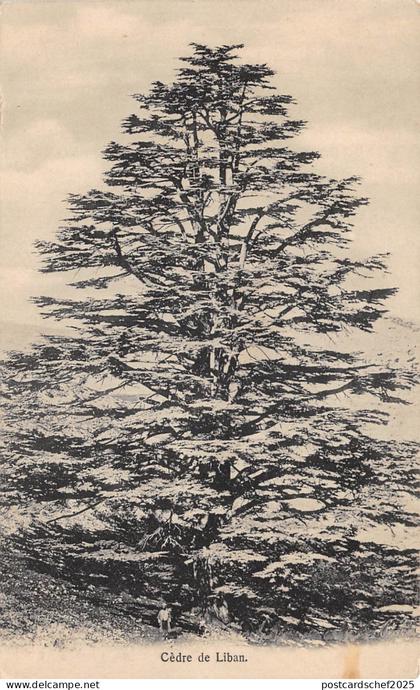 lot405 liban lebanon cedre de liban