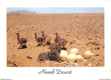 lot408 namib dessert namibia africa