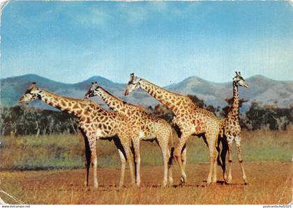 lot410 Giraffe basutoland maseru  Lesotho