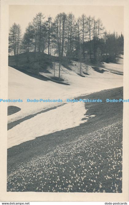 R027611 Davos Erste Fruhlingsboten Schmidt and Casper No 317