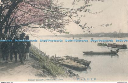 R043329 Cherry Blossom at Mukojima Tokio P T Andrews