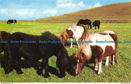 R064620 Shetland Ponies. Photo Precision