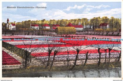 R429956 Bloeiende Bloembollenvelden Hyacinten Uitg Vigevano Amsterdam