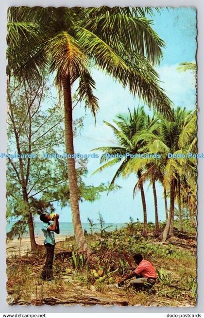 R742768 The Bahama Islands Tropical Refreshments in a Coconut Grove Bahamian New