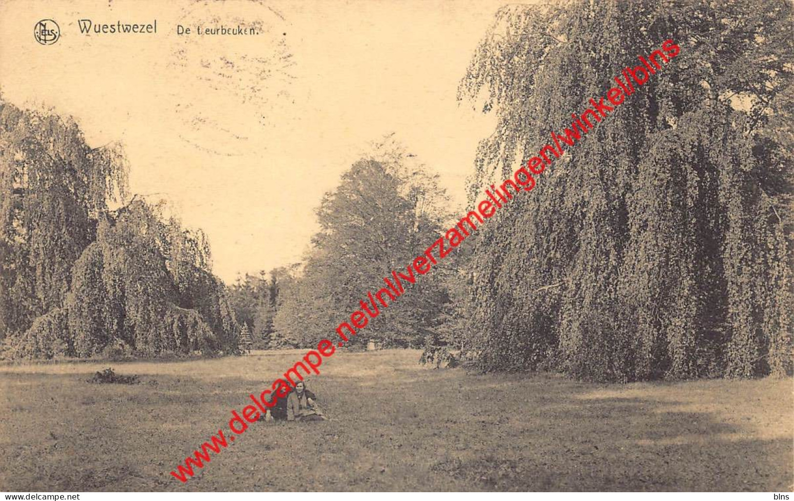 Wuestwezel - De treurbeuken - Wuustwezel