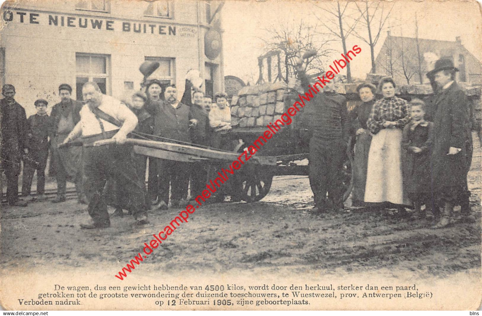 Wuestwezel - den herkuul - 12 februari 1905 - Wuustwezel
