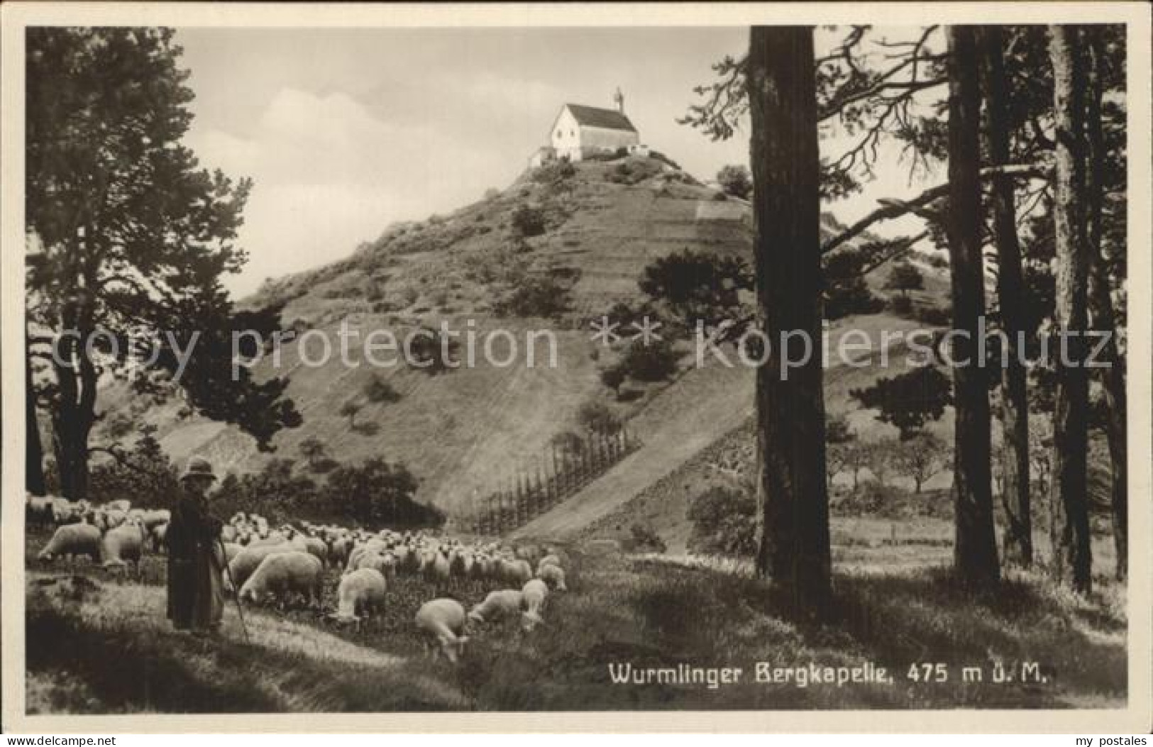 Wurmlingen Rottenburg Bergkapelle Schafherde Schaefer