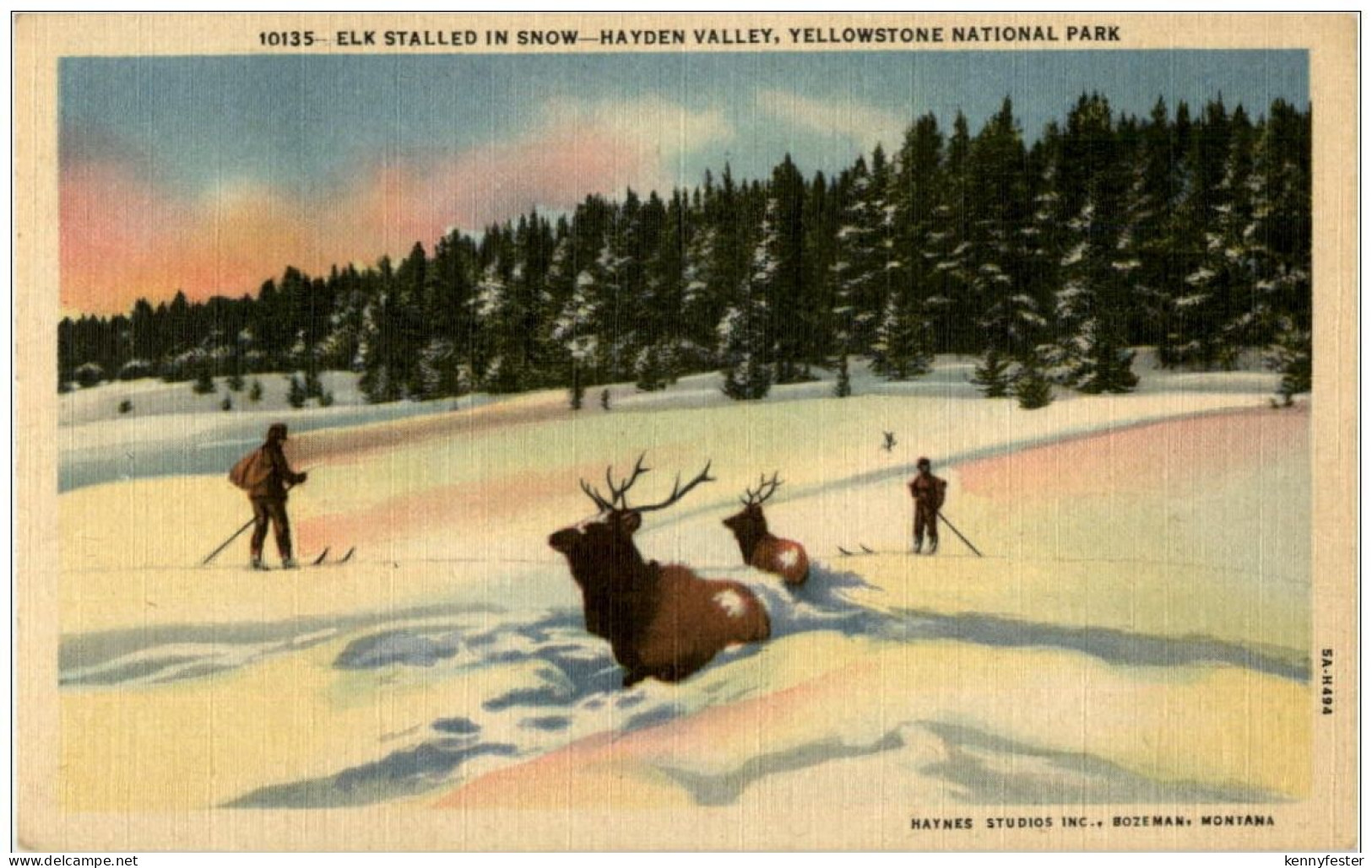 Yellowstone Natinal Park - Elk stalled in snow - Hayden Valley