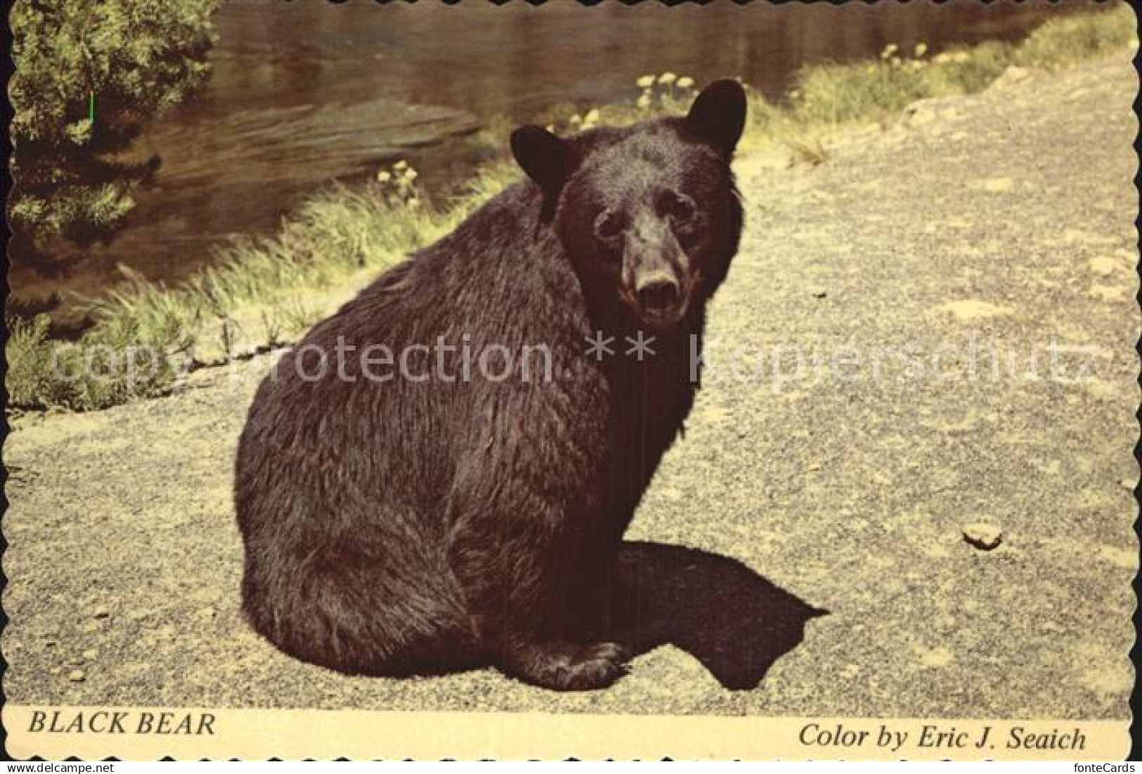 Yellowstone National Park Wistful Bear