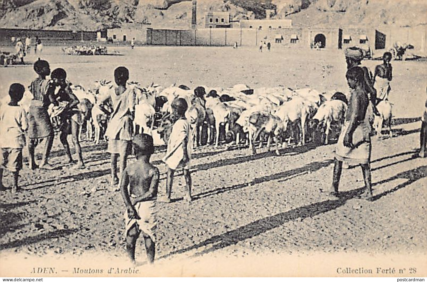 Yemen - ADEN - Arabian sheep - Publ. Ferté 28