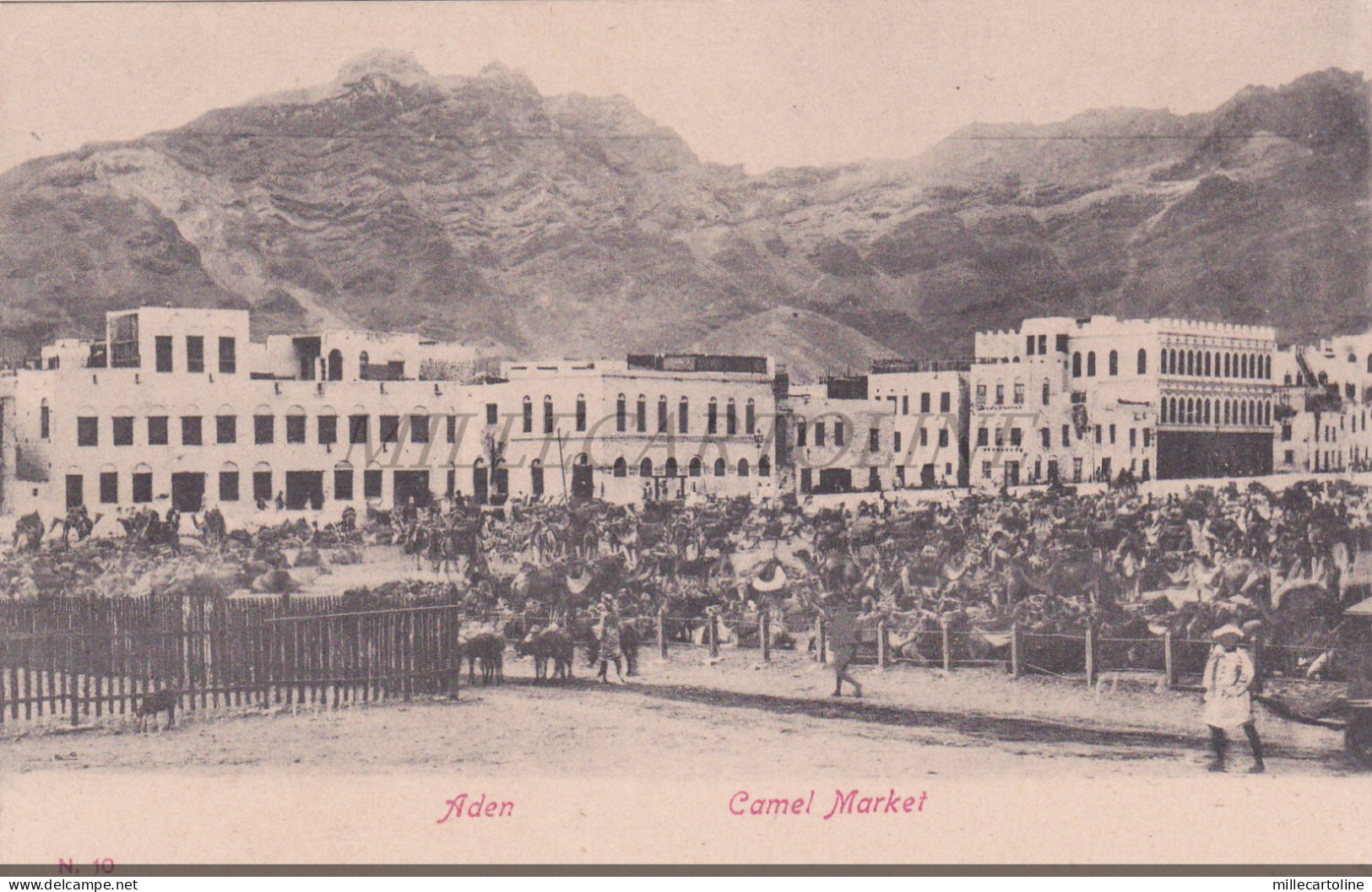 YEMEN - Camel Market, Aden, Postcard 1900