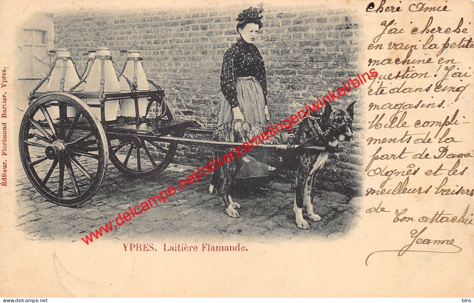 Ypres - Laitière Flamande - Ieper