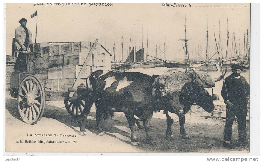 YS 867 /CPA -  SAINT PIERRE ET MIQUELON - UN ATTELAGE St PIERRAIS