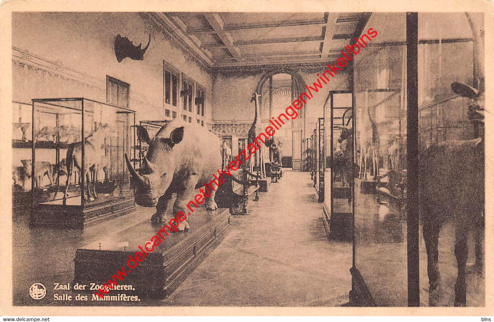 Zaal der Zoogdieren - Tervuren Tervueren