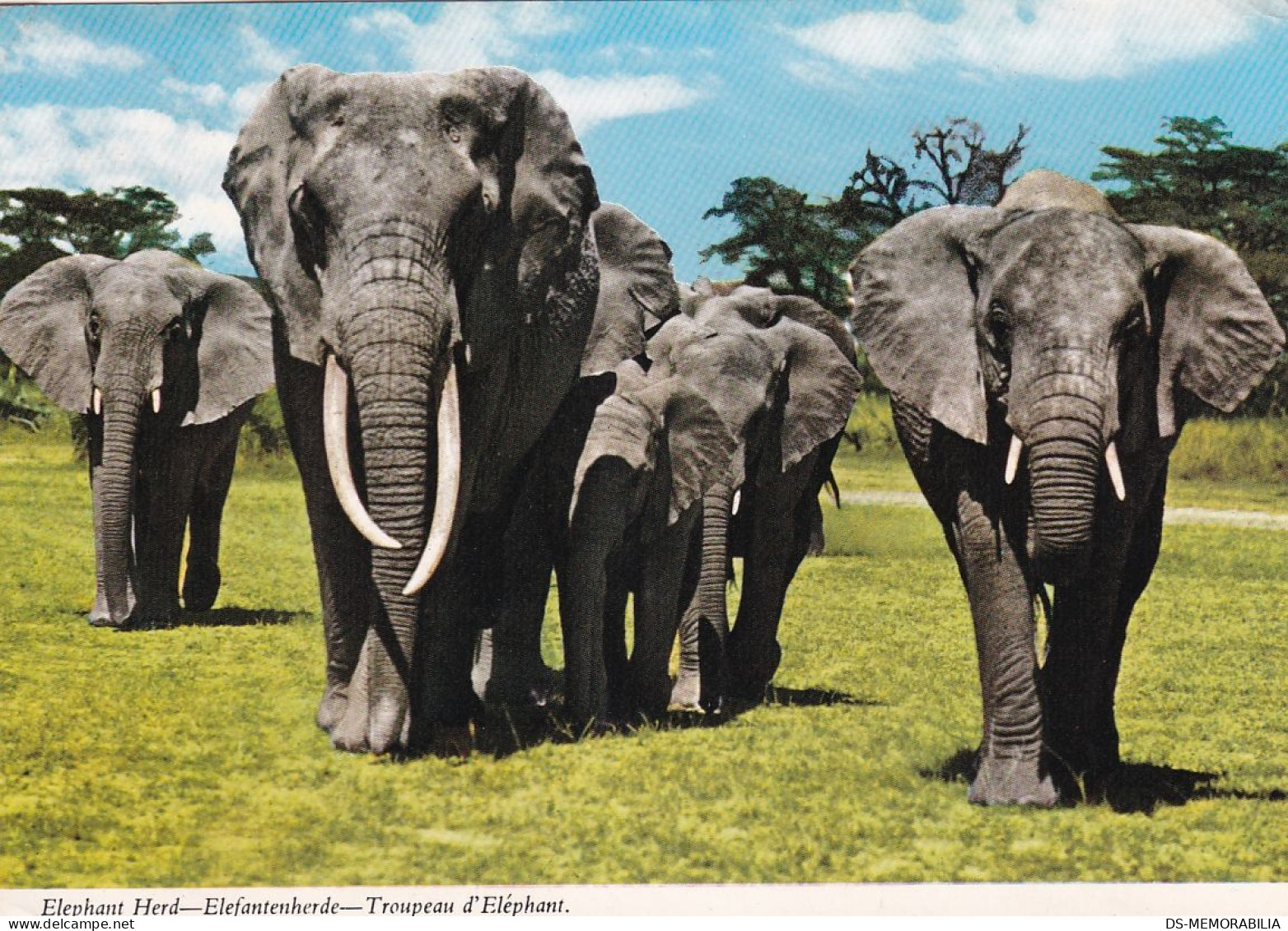 Zambia - Elephant Herd