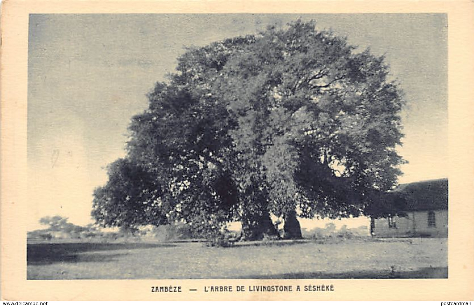 Zambia - SESHEKE - Livingston's tree - Publ. Society of Evangelical Missions (Paris, France)