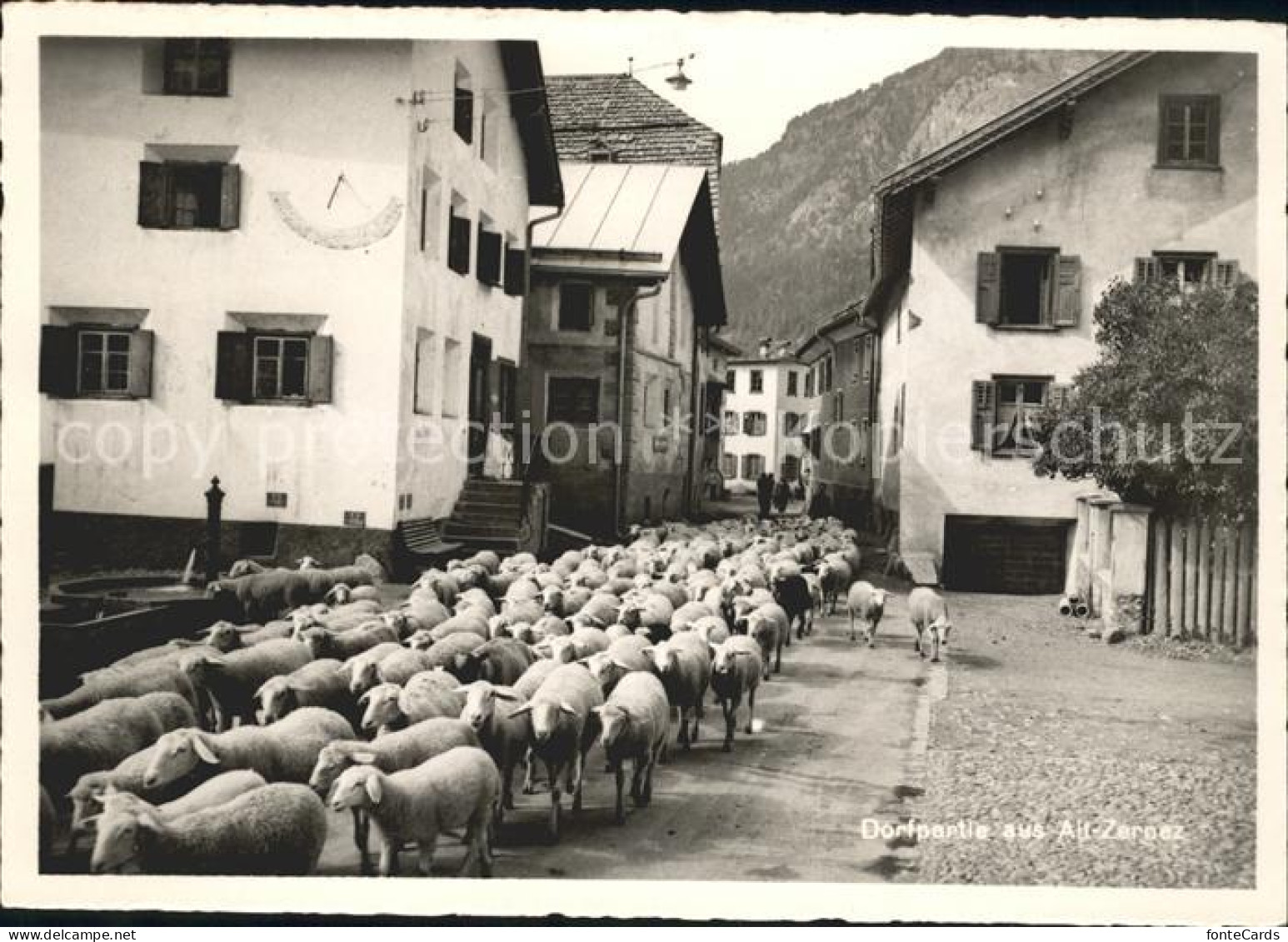 Zernez GR Dorfpartie Alt Zernez Schafherde