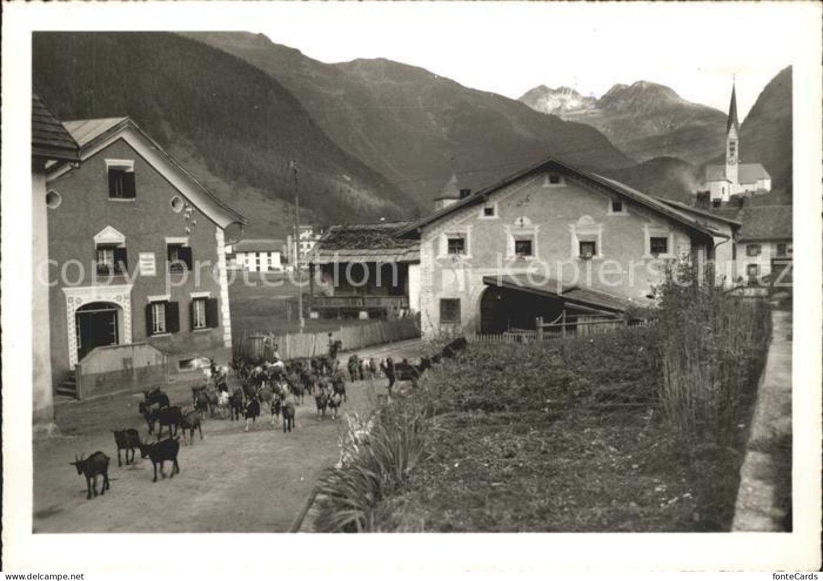 Zernez GR Dorfpartie Alt Zernez Ziegen