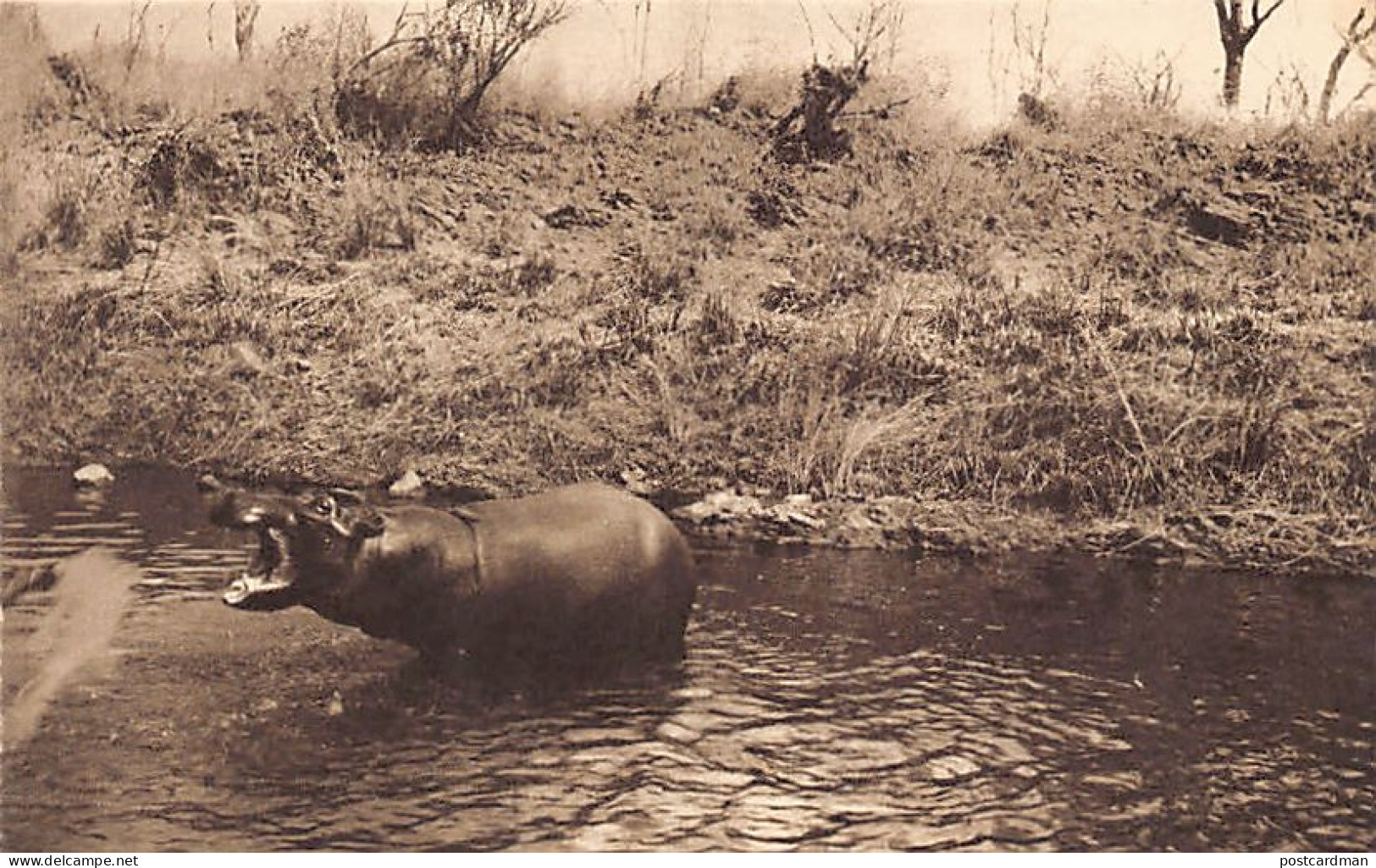 Zimbabwe - Hippopotamus - Publ. Percy M. Clark