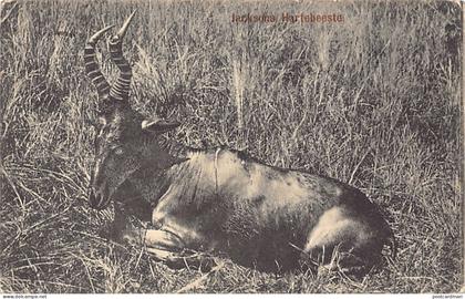 Zimbabwe - Antelope - Publ. Strachan & Co.