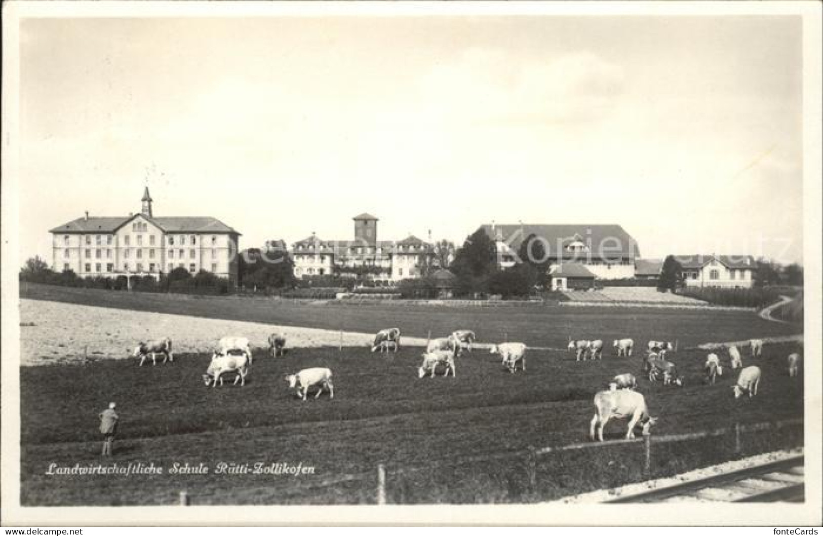 Zollikofen Landwirtschaftschule Kuehe