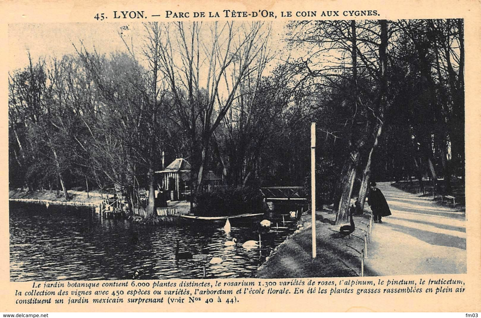 zoo parc de la Tête d'Or cygnes 43 Goutagny Lyon 6