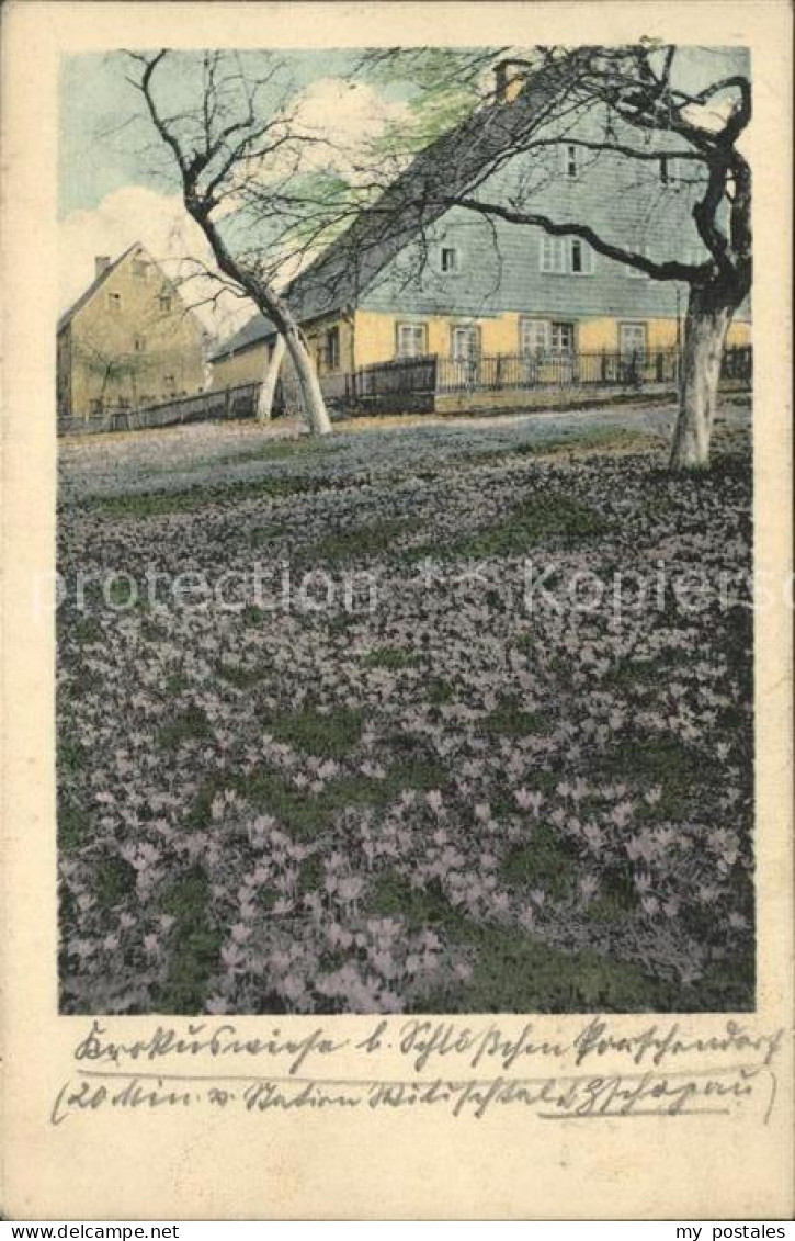 Zschopau Krokuswiese