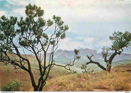 Carte Postale - Afrique du Sud - Glant's Castle - Drakensberg - South Africa - CPM - Voir Scans Recto-Verso - Poscard -