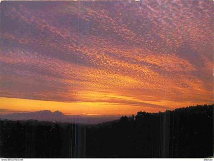 Carte Postale - Afrique du Sud - Out of africa - CPM - Voir Scans Recto-Verso