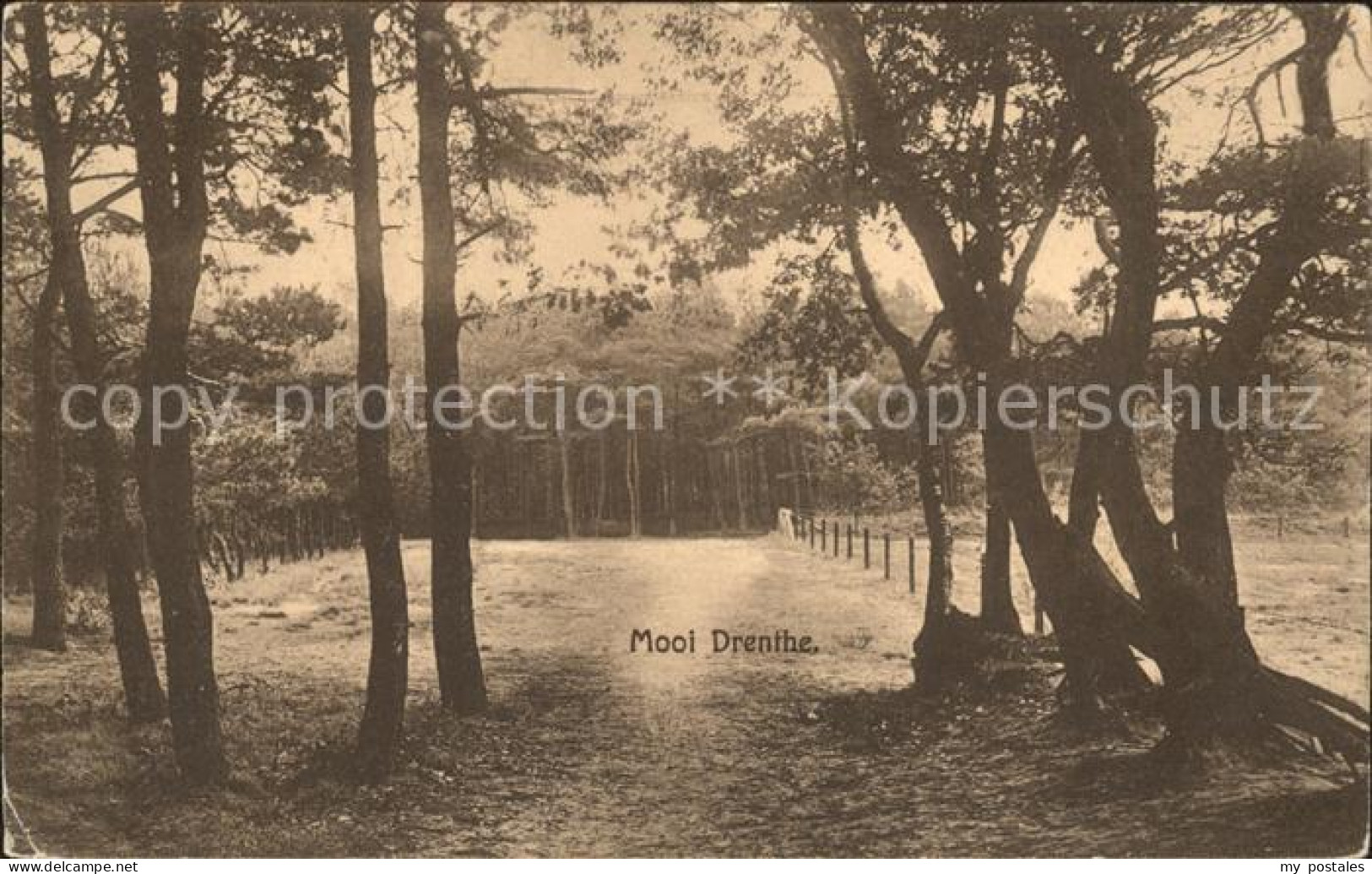 Zuidlaren Dennenbosch