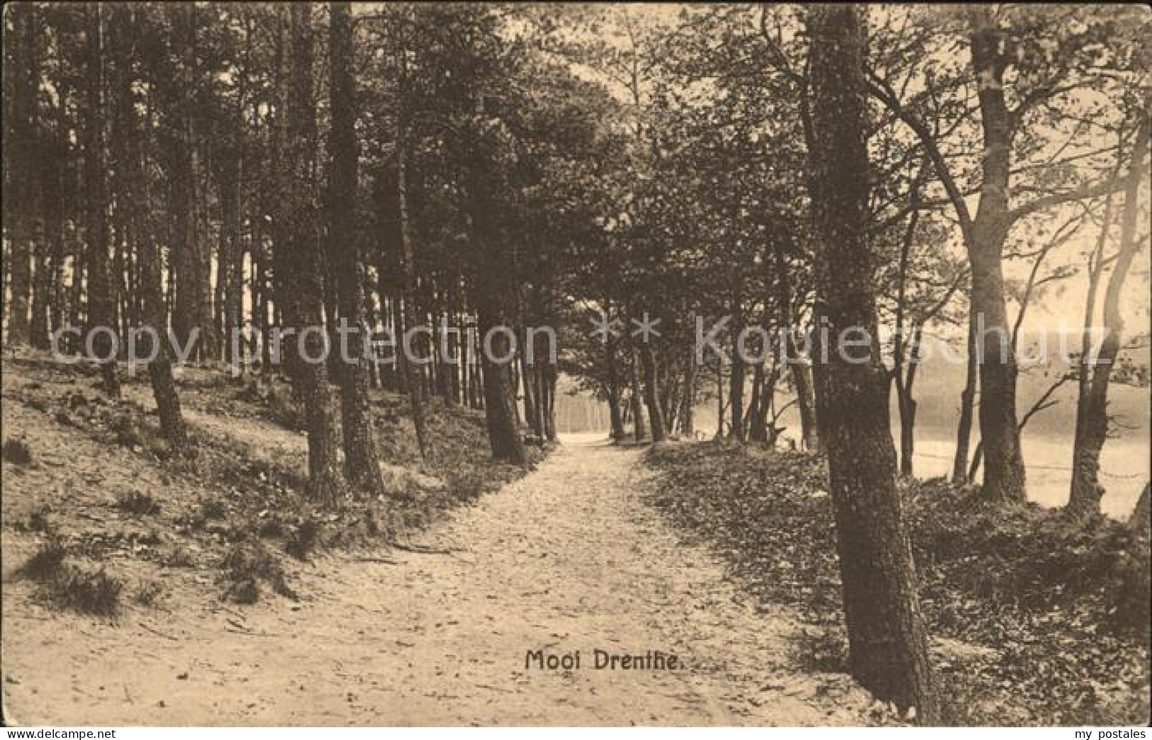 Zuidlaren Dennenbosch Waldpartie