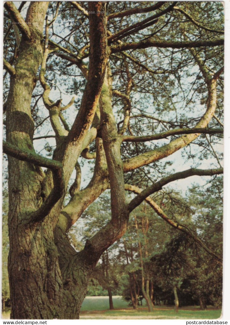 Zutendaal - Stelebos