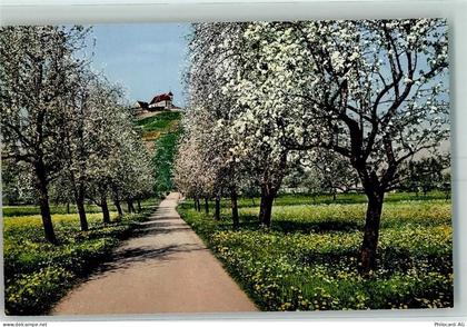 5603 Staufen - Baumblüte Weg Staufberg - 10394176