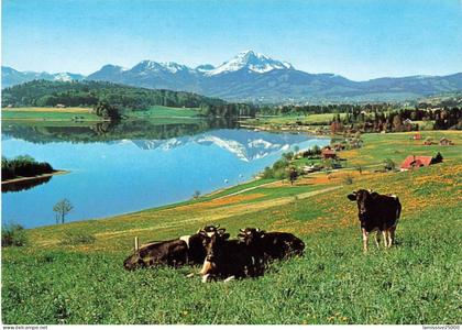 SUISSE le lac de la gruyère vaches