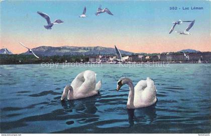 Lac Leman Genfersee GE Lac-Léman See Schwaene Moewen Stadtansicht Berge