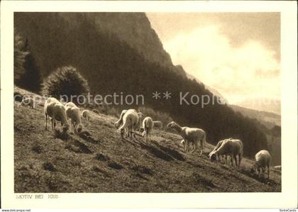 Igis Schafe auf der Alm