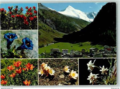 7563 Samnaun Dorf - Muttler Enzian Edelweiss - 10281084