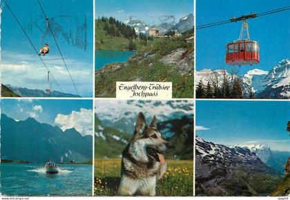 CPM Engelberg Trubsee Jochpass Chien Teleferique
