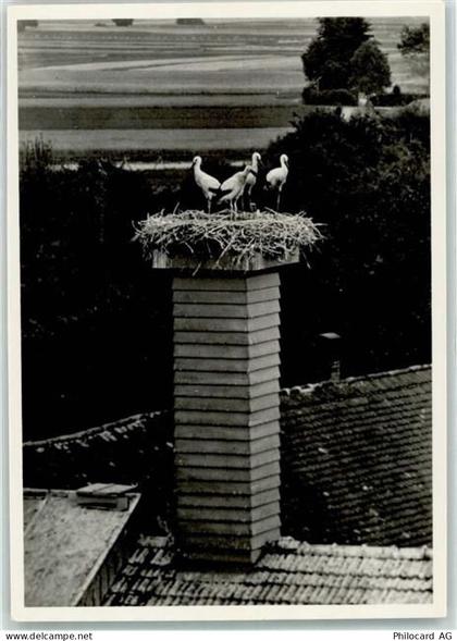 8213 Neunkirch - Kamin Storchennest Jungstörche - 39699372