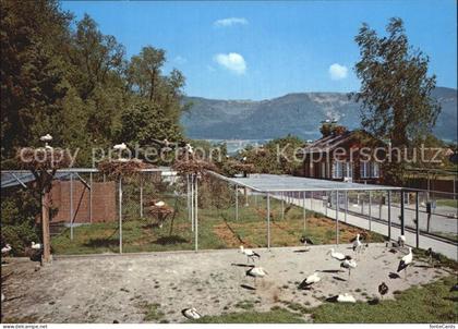 Altreu Selzach Schweizerische Vogelwarte Sempach Stoerche Versuchsgehege