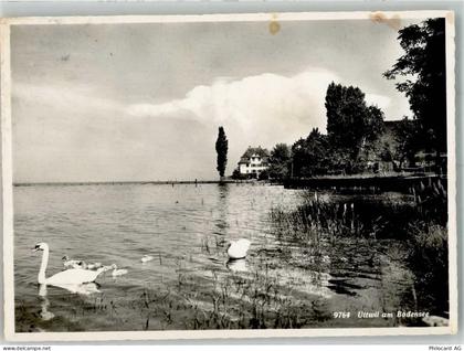 8592 Uttwil Foto AK Uferpartie Schwäne Bahnpost - 38069930