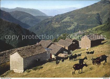 Indemini Steinhaeuser Ziegen